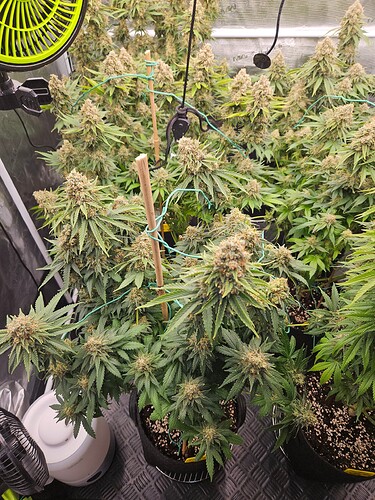 Growreport Bild 11