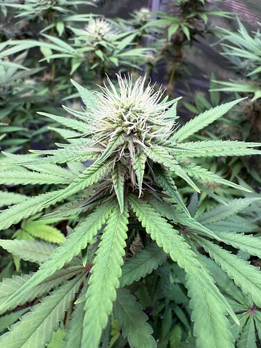 Growreport Bild 7