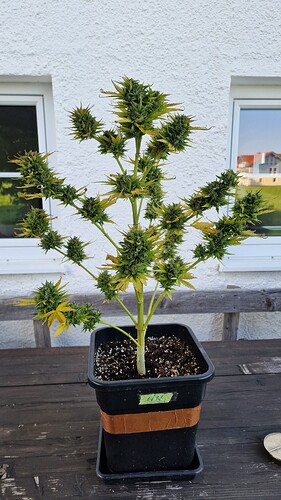 Growreport Bild 1
