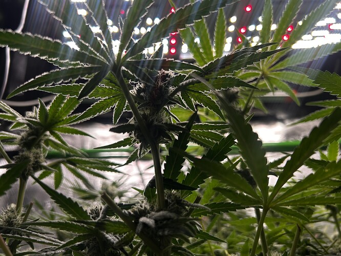 Growreport Bild 30