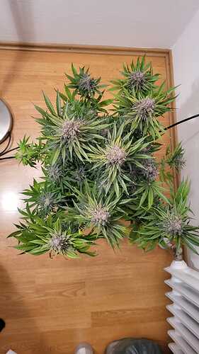 Growreport Bild 16