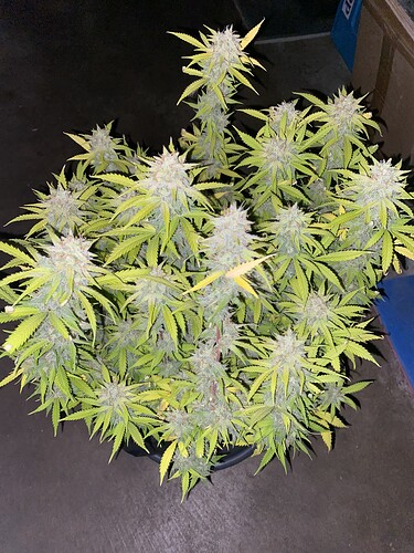 Growreport Bild 2