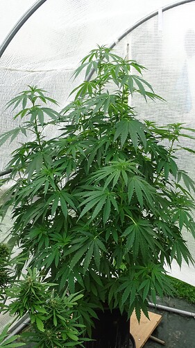 Growreport Bild 6
