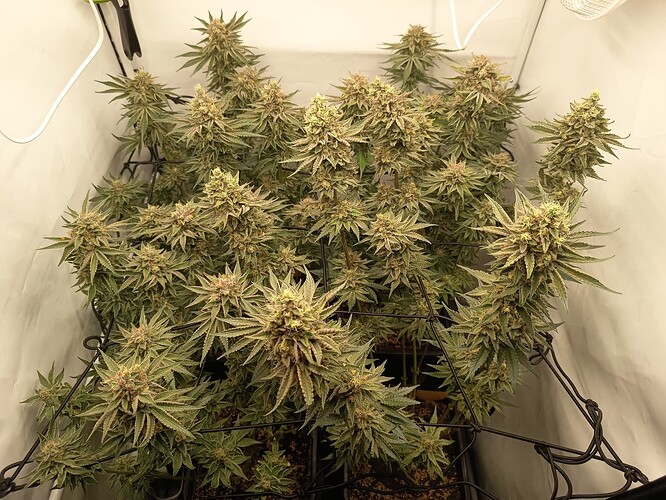 Growreport Bild 44