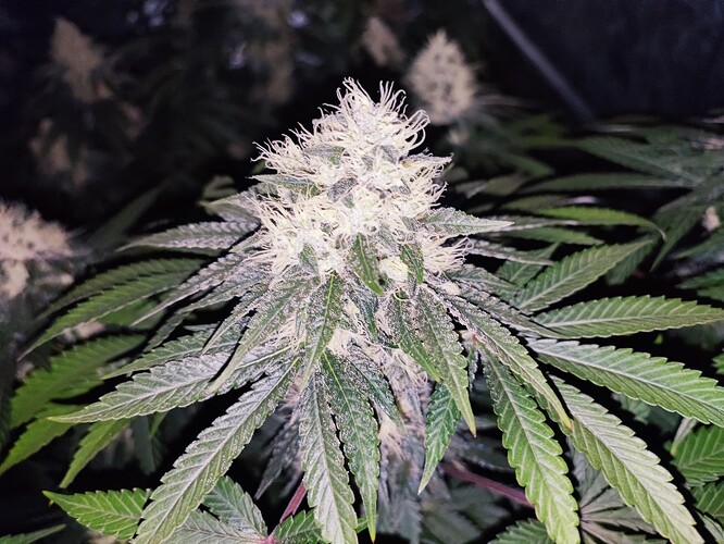 Growreport Bild 20