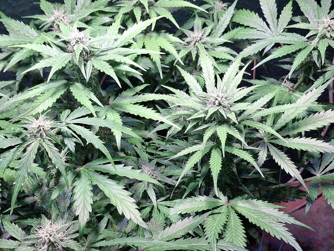 Growreport Bild 11