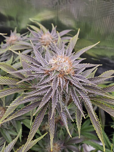 Growreport Bild 6