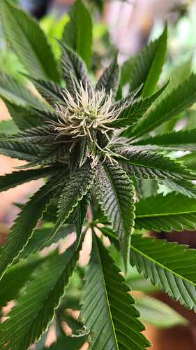 Nahaufnahme eines jungen Cannabis-Buds in der frühen Blütephase mit sichtbaren weißen Stigmen und beginnender Trichombildung auf den Zuckerblättern.