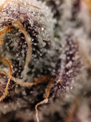Growreport Bild 61