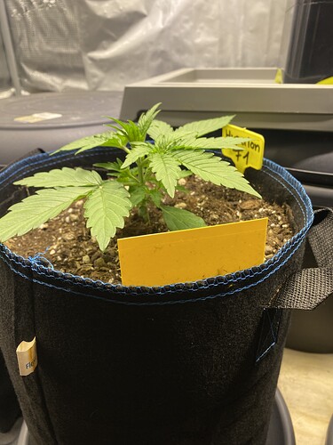 Growreport Bild 29