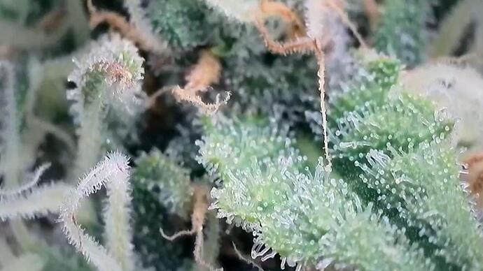 Growreport Bild 17