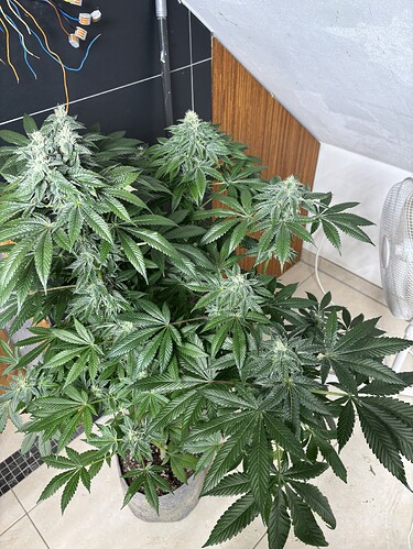 Growreport Bild 21