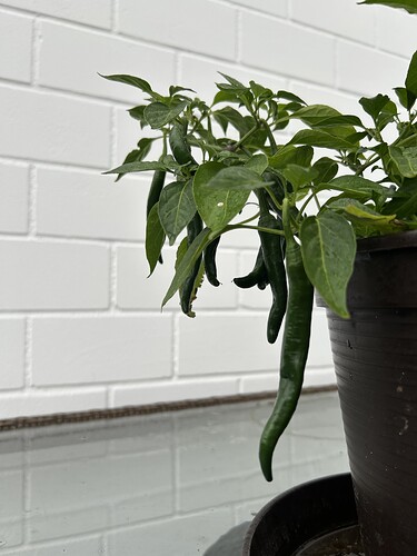 Growreport Bild 42