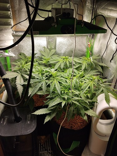 Growreport Bild 3