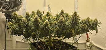 Growreport Bild 116