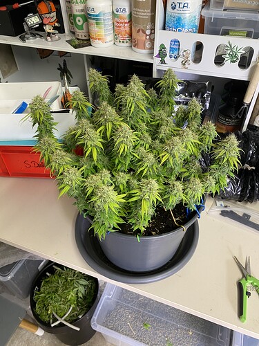 Growreport Bild 1
