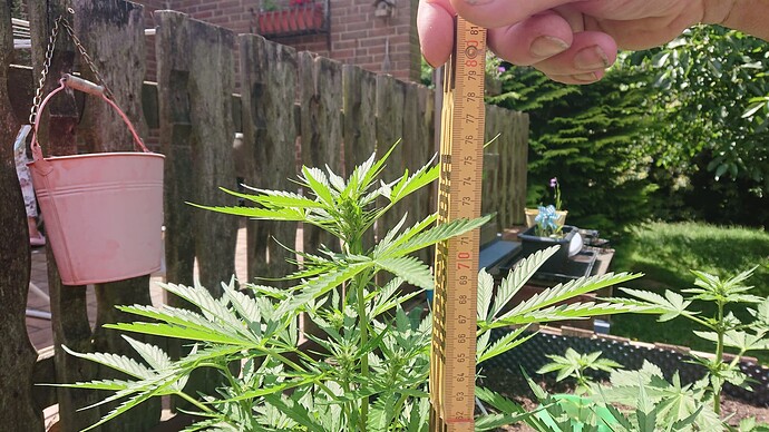Growreport Bild 37