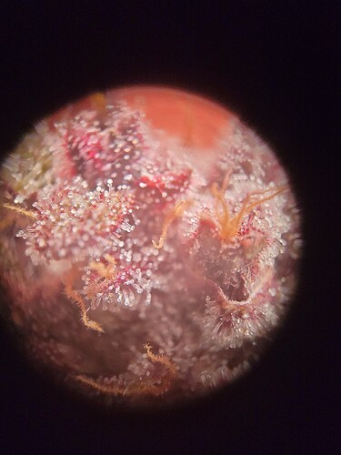 Growreport Bild 12