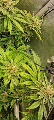 Growreport Bild 31