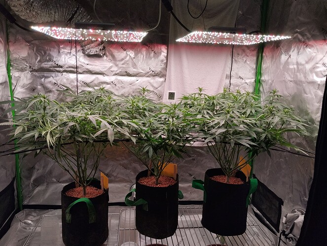 Growreport Bild 6