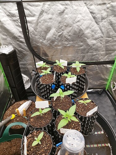 Mehrere junge Cannabispflanzen in kleinen Töpfen, die in einem Zelt wachsen. Einige Pflanzen haben Namensschilder.