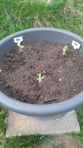 Growreport Bild 5