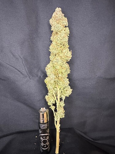 Growreport Bild 5