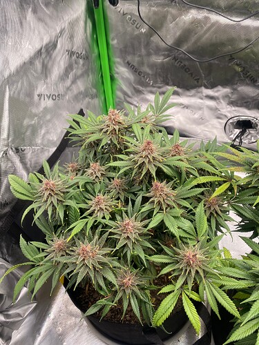 Growreport Bild 16