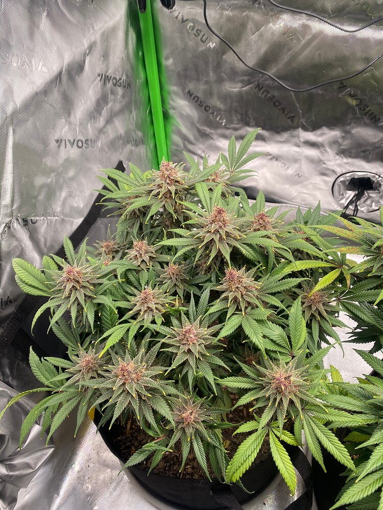 1 Grow fängt an mit gelben Blattspitzen in LS/ Growreport Nr.1