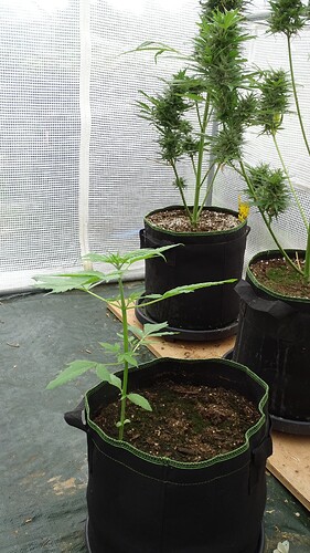 Growreport Bild 2