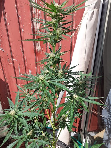 Growreport Bild 80