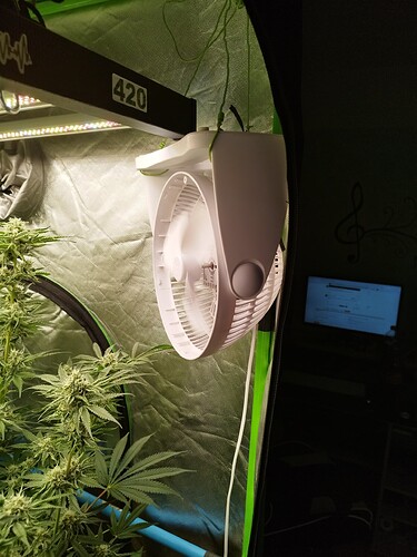 Eine Cannabis-Pflanze im Wuchsstadium in einem Growzelt, mit einem Ventilator, der von der Decke hängt, und einer LED-Wachstumslampe.