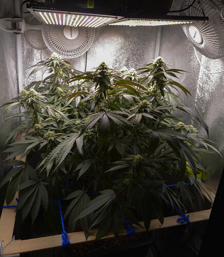 Growreport Bild 6
