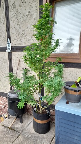 Growreport Bild 3