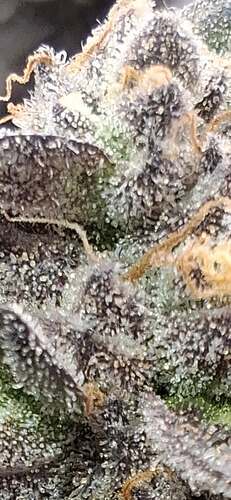 Growreport Bild 10