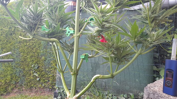 Growreport Bild 54