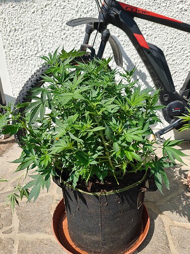 Growreport Bild 16