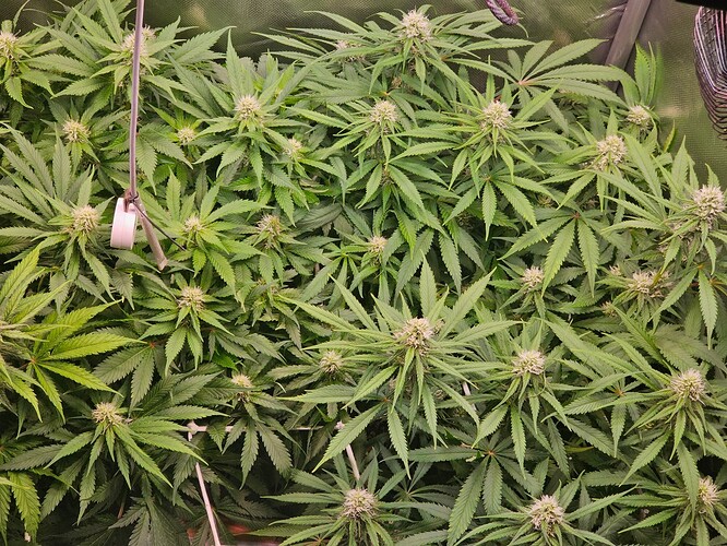 Growreport Bild 1