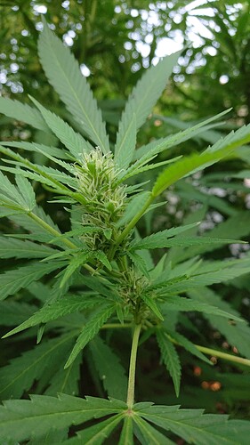 Growreport Bild 13