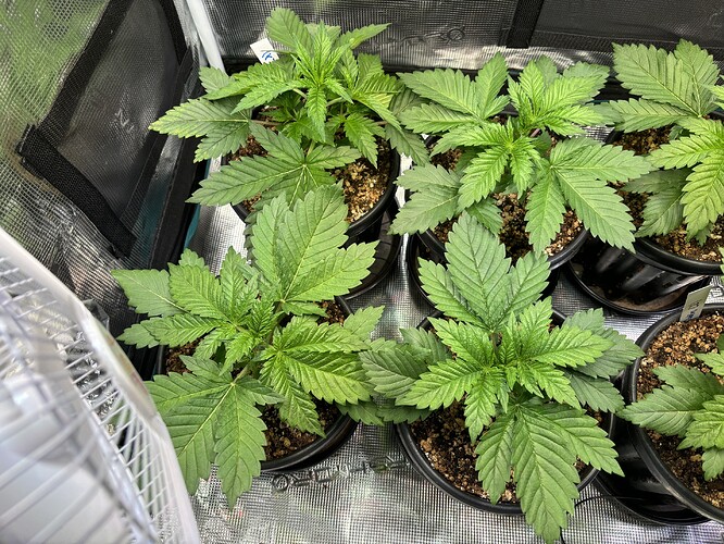 Growreport Bild 15