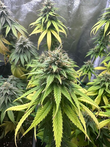 Growreport Bild 29