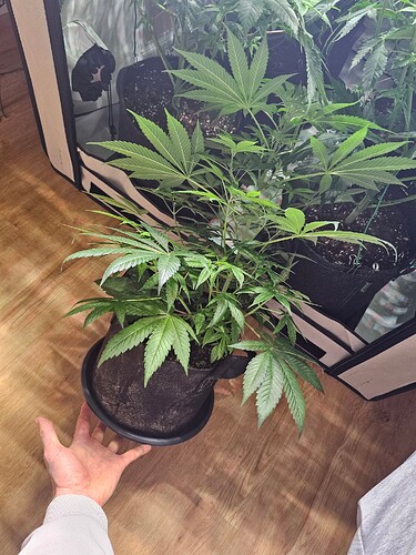Growreport Bild 4