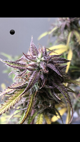 Growreport Bild 13