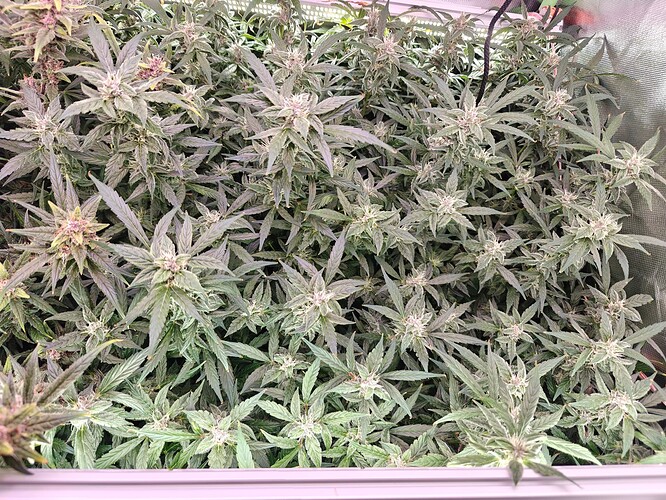 Growreport Bild 6