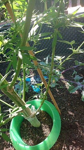 Growreport Bild 3