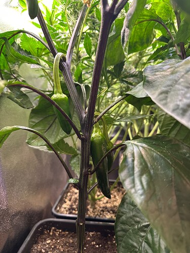 Growreport Bild 82