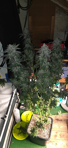 Growreport Bild 35