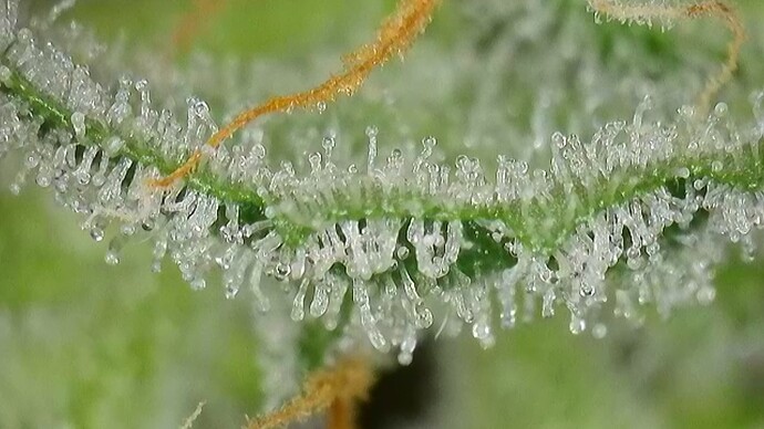 Growreport Bild 14