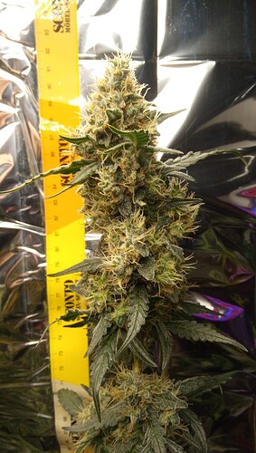 Growreport Bild 4