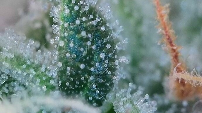 Growreport Bild 51